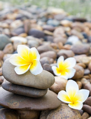 Fototapeta na wymiar Plumeria flower on stone for spa relax 