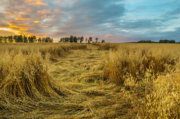 Lodging of oats. Sunset in summer. Central Russia