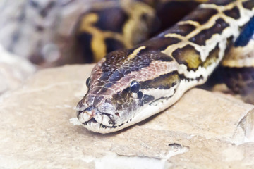 Photo of python head close up