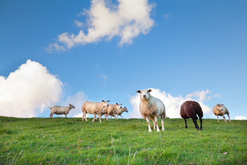 Naklejka na ściany i meble sheep on pasture and blue sky
