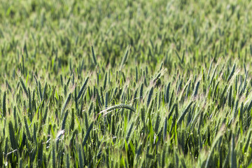 green field with cereal