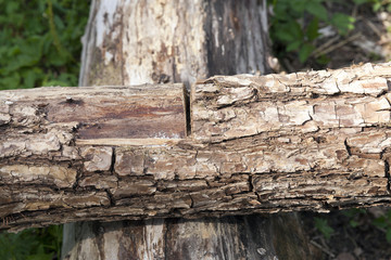 cut on a log
