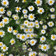 Placer cute little white daisies