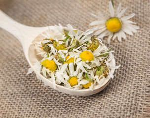 Chamomile flowers on a wooden spoon