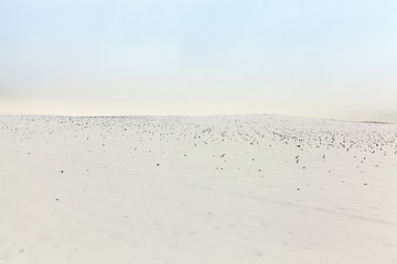 agriculture field in winter