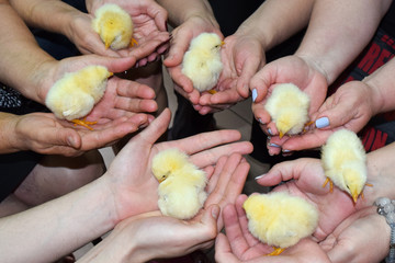 Obraz na płótnie Canvas Жёлтые цыплята на руках