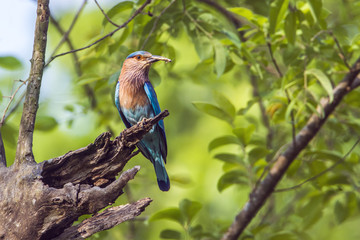 Indian roller in Bardia national park, Nepal
