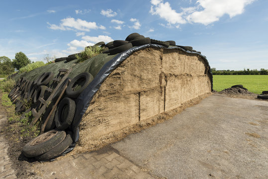 Ensilage on a dairy farm.