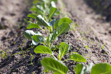 green cabbage in a field