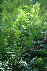 The textured surface of bright green plant in daylight summer
