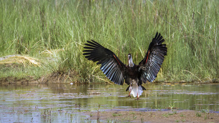 Woolly-necked stork in Bardia national park, Nepal