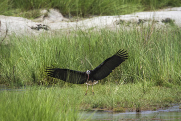 Woolly-necked stork in Bardia national park, Nepal