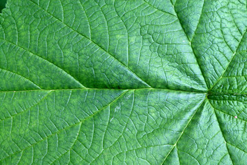 Naklejka na ściany i meble The textured surface of bright green plant in daylight summer