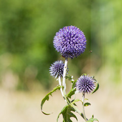 Kugeldistel (Echinops sphaerocephalus) in einem Garten, blühend, Nahansicht 