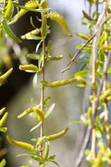 willow trees in the spring © rsooll