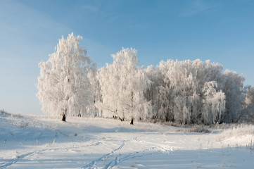 Fototapeta na wymiar Белый заснеженный лес в зимний морозный солнечный день 