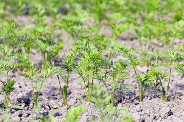 Field with carrot