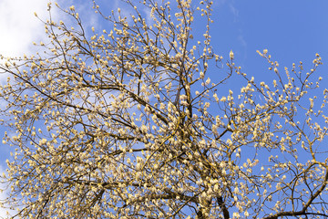 trees in the spring