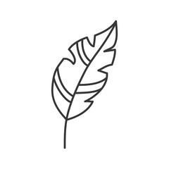 feather plume vintage decoration icon. Isolated and flat illustration. Vector graphic