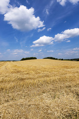 Fototapeta premium harvest of cereals