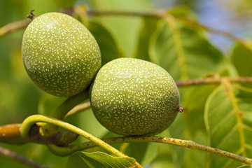 unripe green walnuts