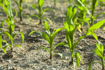 Corn field, summer