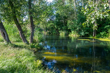Summer, the river in the shade of trees