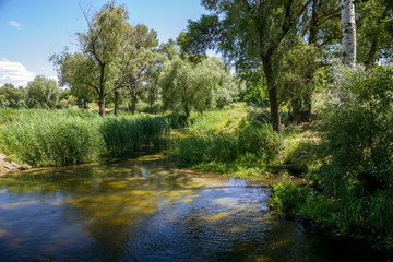 Fototapeta na wymiar Summer, the river in the shade of trees