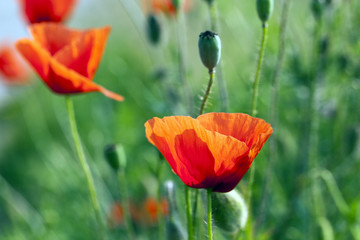 blooming red poppies