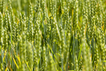 agricultural field wheat