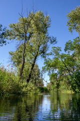 Obraz premium Summer, the river in the shade of trees