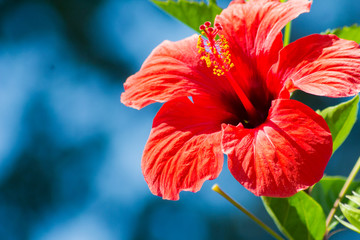 Hibiscus rosa-sinensis in rot, Nahaufnahme