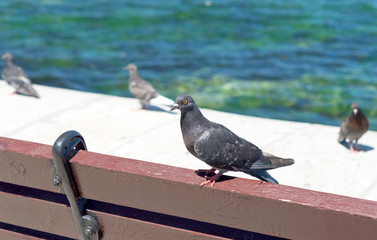 Pigeon