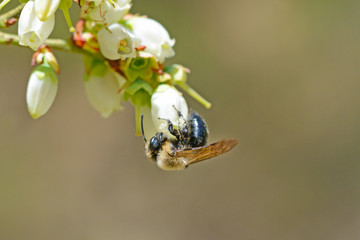 Bumble Bee hanging from a Blueberry Bloom.