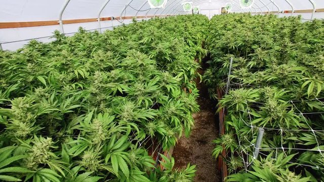 Panning Shot of  Large Cannabis Grow Room with Flowering Marijuana Plants in Bloom