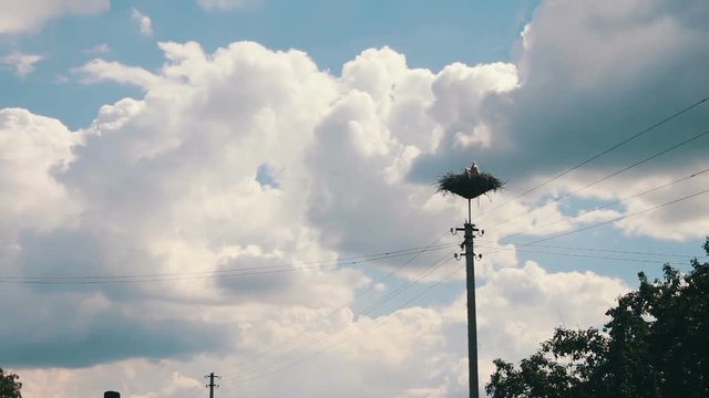 Storks are Sitting in a Nest on a Pillar