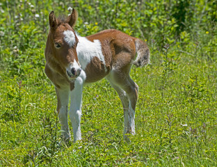 Naklejka na ściany i meble Newborn Shetland Pony standing in green field.