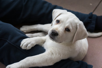 Junger kleiner Labrador Hund Welpe liegt auf Beinen des Halters
