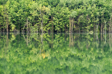 Forest reflection into a lake