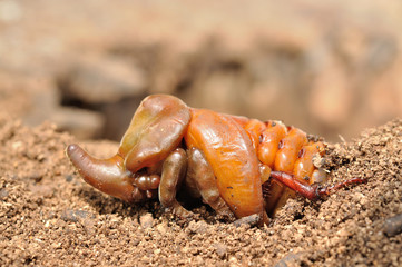 rhinoceros beetle pupa