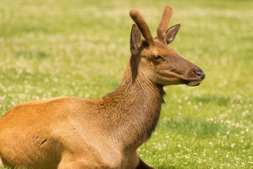 Young Bull Elk Western Wildlife Yellowstone National Park