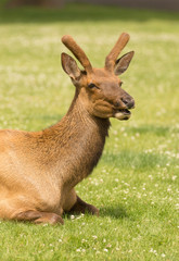 Young Bull Elk Western Wildlife Yellowstone National Park