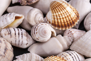 Background of different kind sea shells