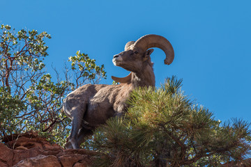 Fototapeta premium Desert Bighorn Sheep Ram