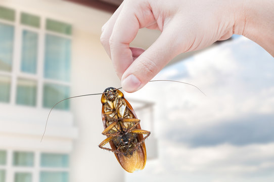 Woman's Hand holding cockroach on apartment background, eliminate cockroach in apartment
