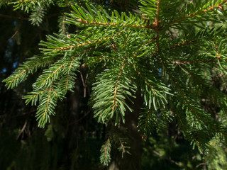 Fototapeta na wymiar Spruce branches in a coniferous forest. Texture needle-like branches of an evergreen tree.