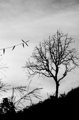 tree and branches silhouette black and white