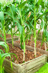 young corn field agriculture, young corn plant in nursery