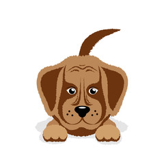 dog puppy on a white background