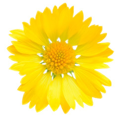 Simple yellow flower